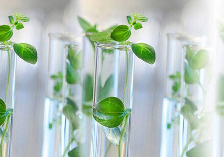 China Tissue Culture