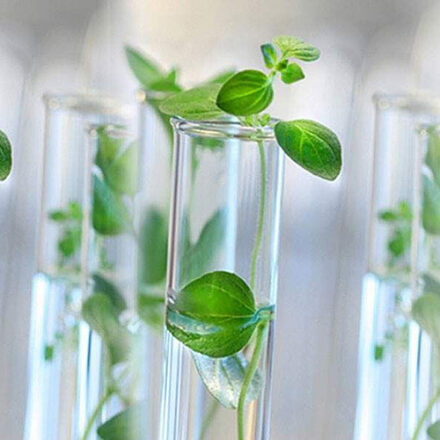China Tissue Culture