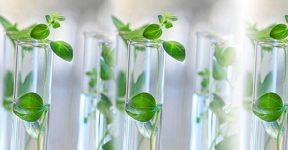 China Tissue Culture