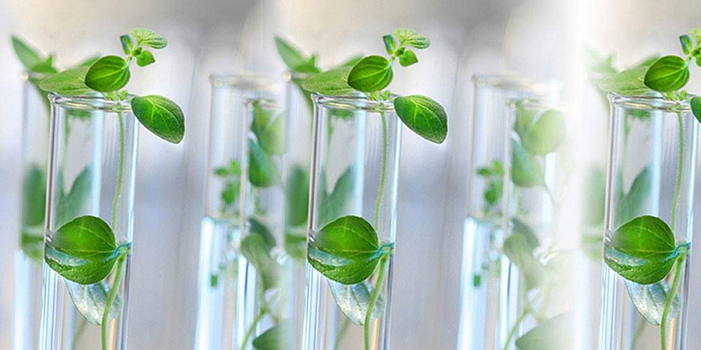 China Tissue Culture
